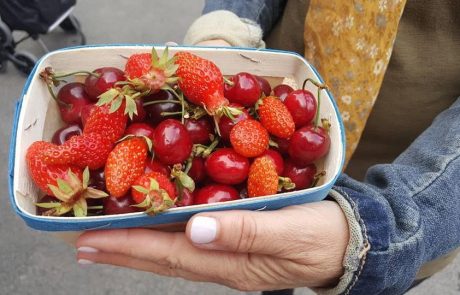 לזלול את aveyron – טיול של תרבות קולינארית בדרום מערב צרפת